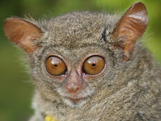 Illustration for article titled 12 Real Animals We Can't Believe Aren't Pokémon